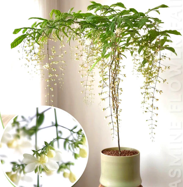 🌸 Last Day 50% OFF – Winter-Friendly Hanging Jasmine—Dreamy Indoor Flower🌿❄️