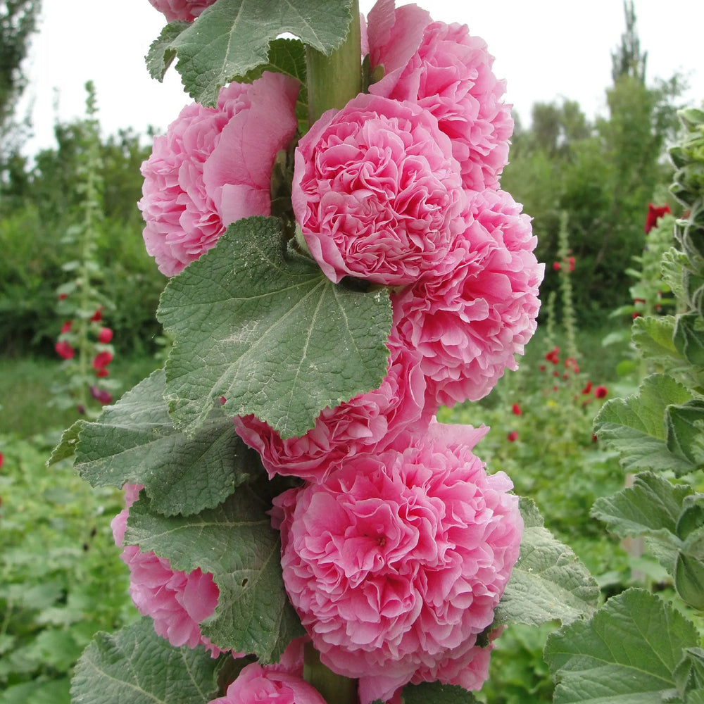 Výprodej posledního dne - 50% sleva -🌸🌿Semena dvojitého topolovky