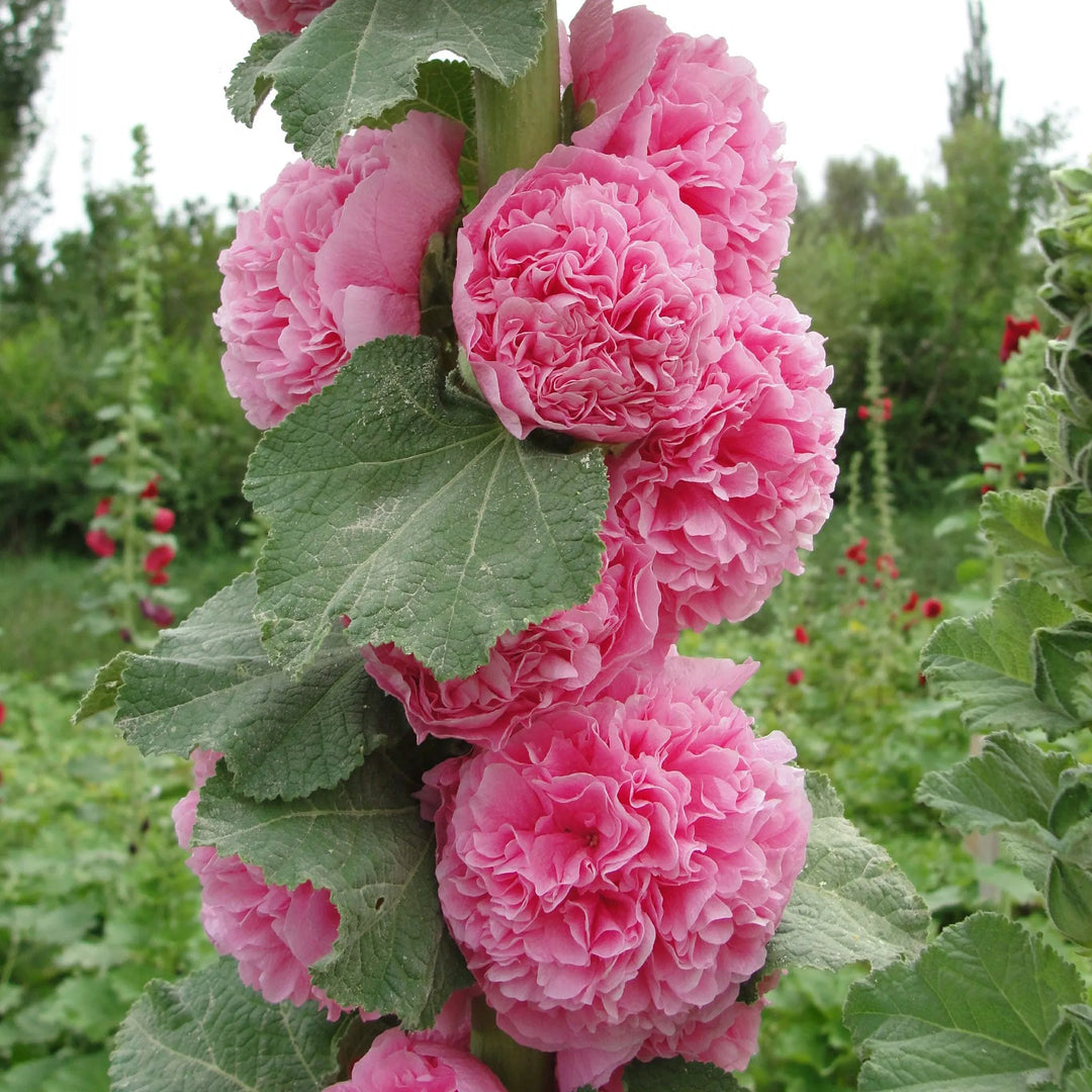 Výprodej posledního dne - 50% sleva -🌸🌿Semena dvojitého topolovky