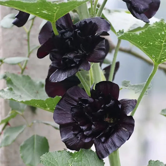Výprodej posledního dne - 50% sleva -🌸🌿Semena dvojitého topolovky