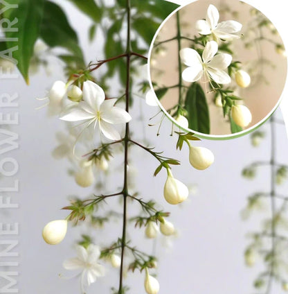 🌸 Last Day 50% OFF – Winter-Friendly Hanging Jasmine—Dreamy Indoor Flower🌿❄️