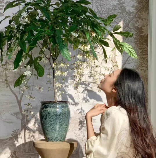 🌸 Last Day 50% OFF – Winter-Friendly Hanging Jasmine—Dreamy Indoor Flower🌿❄️