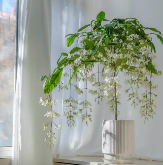 🌸 Last Day 50% OFF – Winter-Friendly Hanging Jasmine—Dreamy Indoor Flower🌿❄️
