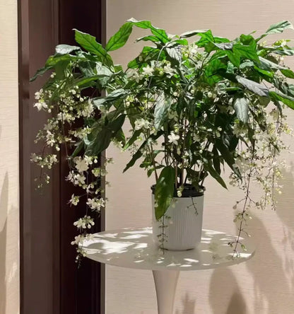 🌸 Last Day 50% OFF – Winter-Friendly Hanging Jasmine—Dreamy Indoor Flower🌿❄️