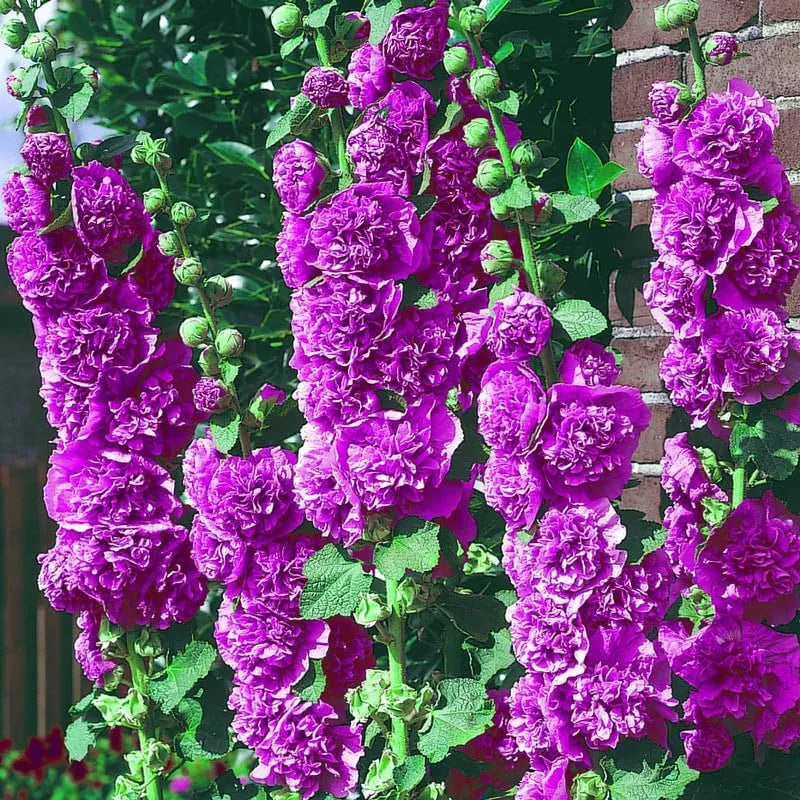 Výprodej posledního dne - 50% sleva -🌸🌿Semena dvojitého topolovky