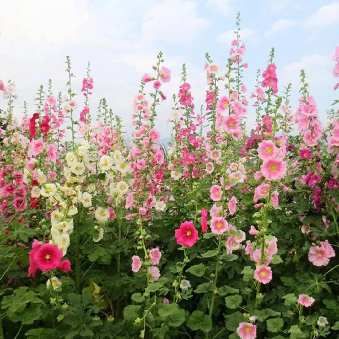 Výprodej posledního dne - 50% sleva -🌸🌿Semena dvojitého topolovky