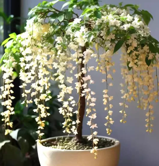 🌸 Last Day 50% OFF – Winter-Friendly Hanging Jasmine—Dreamy Indoor Flower🌿❄️