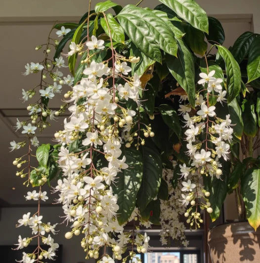 🌸 Last Day 50% OFF – Winter-Friendly Hanging Jasmine—Dreamy Indoor Flower🌿❄️
