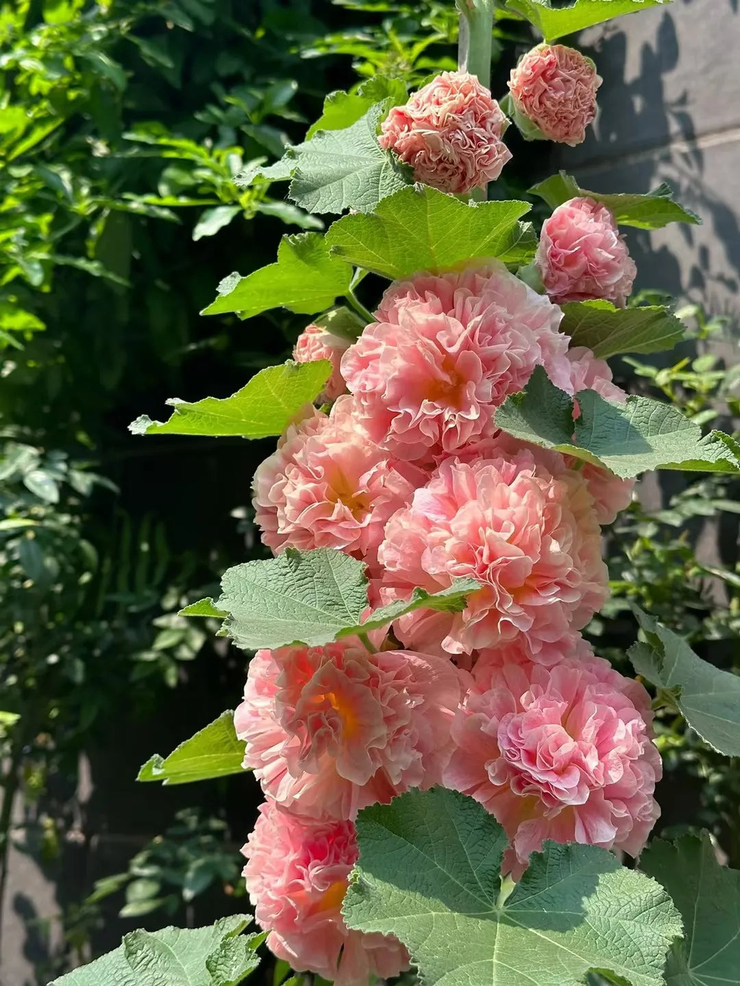Výprodej posledního dne - 50% sleva -🌸🌿Semena dvojitého topolovky
