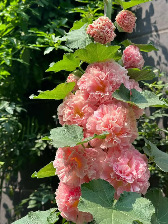 Výprodej posledního dne - 50% sleva -🌸🌿Semena dvojitého topolovky