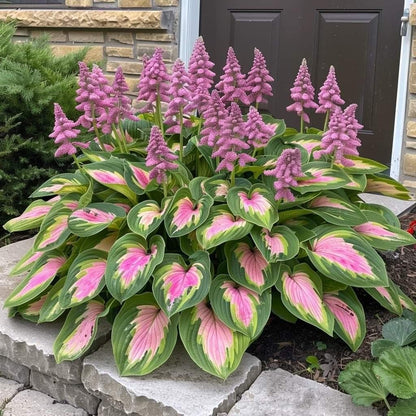 🔥Last day clearance🔥Premium Rare Hosta Seeds🌌Shade-Tolerant Plant