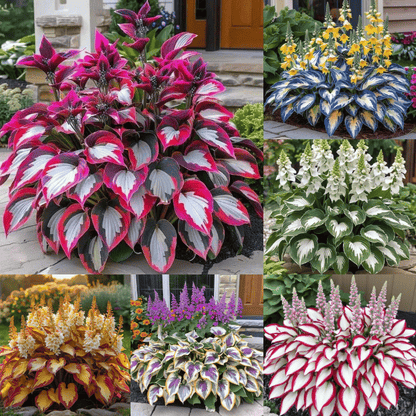 🔥Last day clearance🔥Premium Rare Hosta Seeds🌌Shade-Tolerant Plant