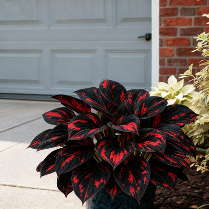 🌈🔥 Limited Edition Rainbow Flame Hostas -Rare Multicolor Foliage, Exclusive to Our Store 🌸