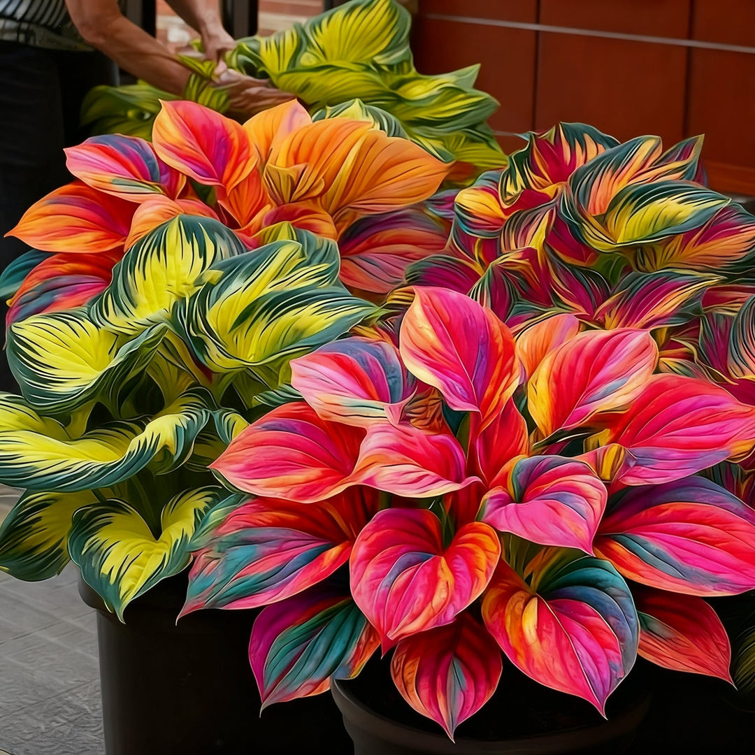 🌈🔥 Limitowana edycja host Rainbow Flame – rzadkie wielokolorowe liście, dostępne wyłącznie w naszym sklepie 🌸