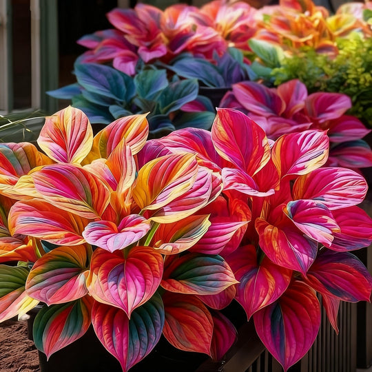 🌈🔥 Limitowana edycja host Rainbow Flame – rzadkie wielokolorowe liście, dostępne wyłącznie w naszym sklepie 🌸