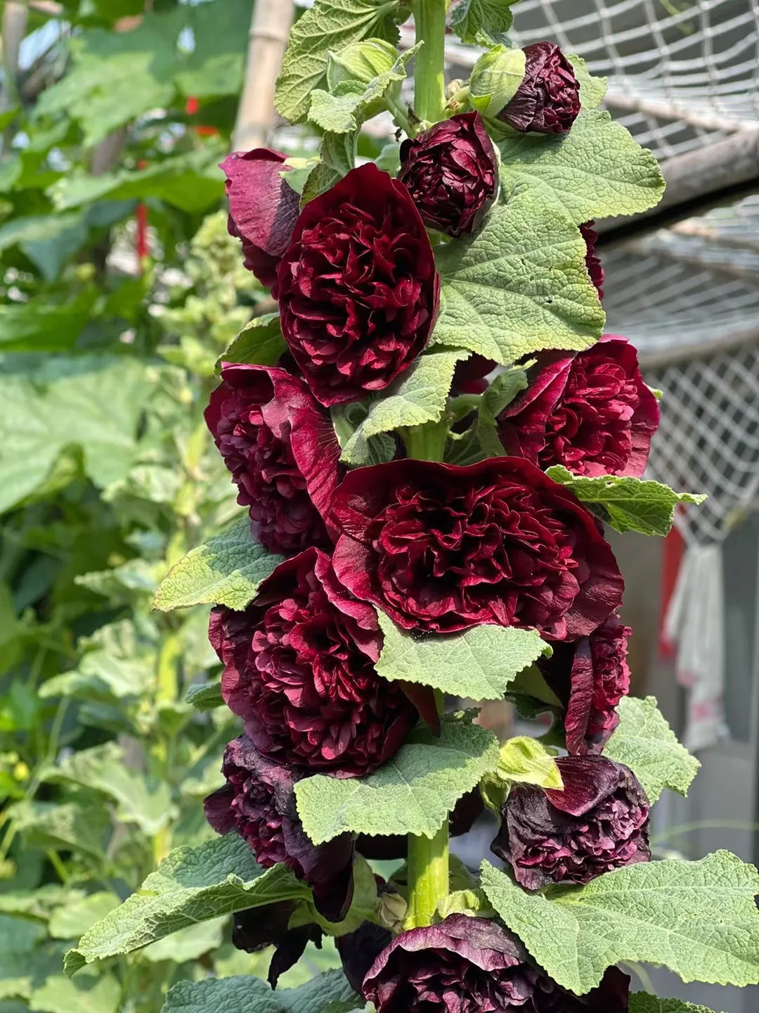 Výprodej posledního dne - 50% sleva -🌸🌿Semena dvojitého topolovky