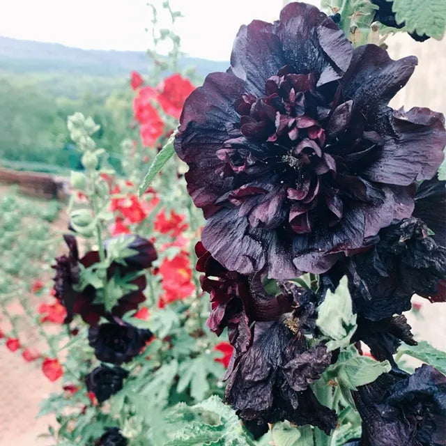 Výprodej posledního dne - 50% sleva -🌸🌿Semena dvojitého topolovky