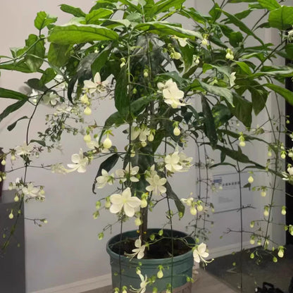 🌸 Last Day 50% OFF – Winter-Friendly Hanging Jasmine—Dreamy Indoor Flower🌿❄️