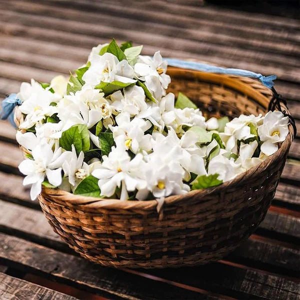 🌸 Last Day 50% OFF – Winter-Friendly Hanging Jasmine—Dreamy Indoor Flower🌿❄️
