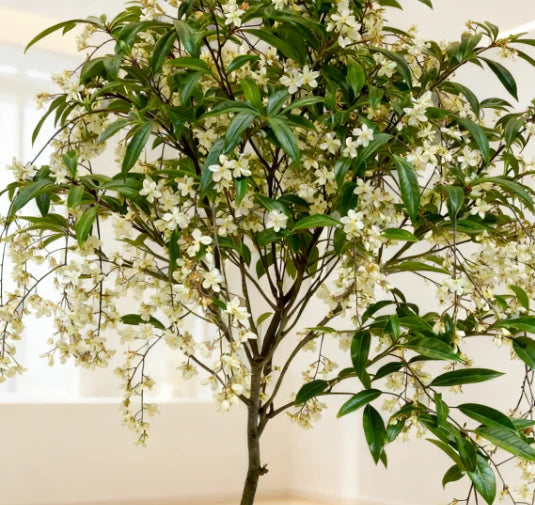🌸 Last Day 50% OFF – Winter-Friendly Hanging Jasmine—Dreamy Indoor Flower🌿❄️